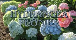 Mix Hydrangea Peonies for the Prettiest Flower Beds